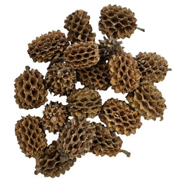 Hobby casuarina cones 25 pièces