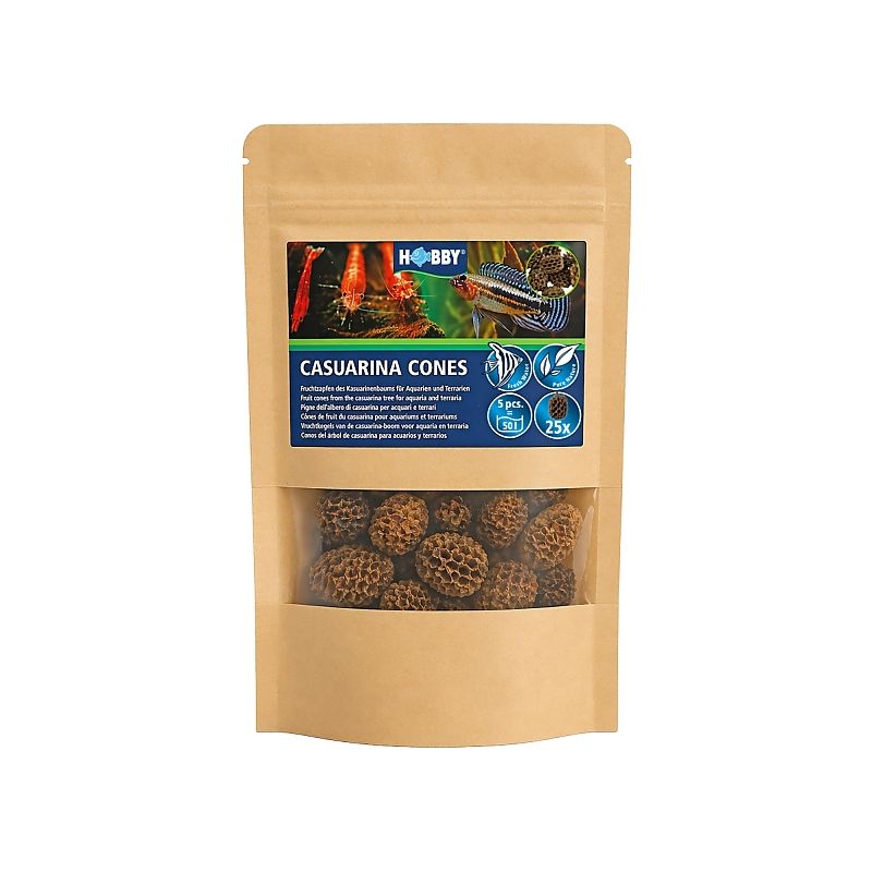 Hobby casuarina cones 25 pièces