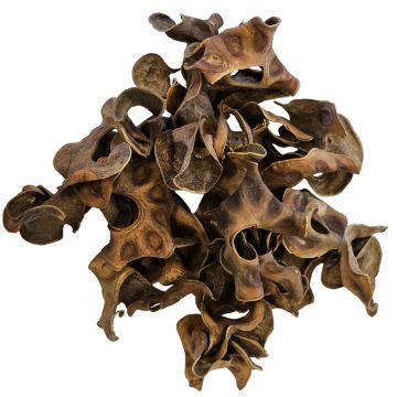Hobby Jungle star flower 25 pièces