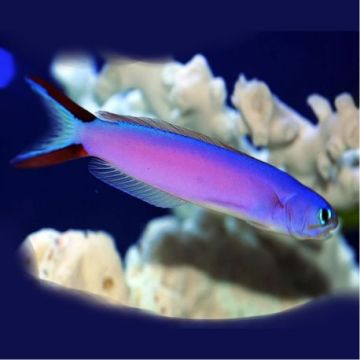 Hoplolatilus purpureus 8-10 cm