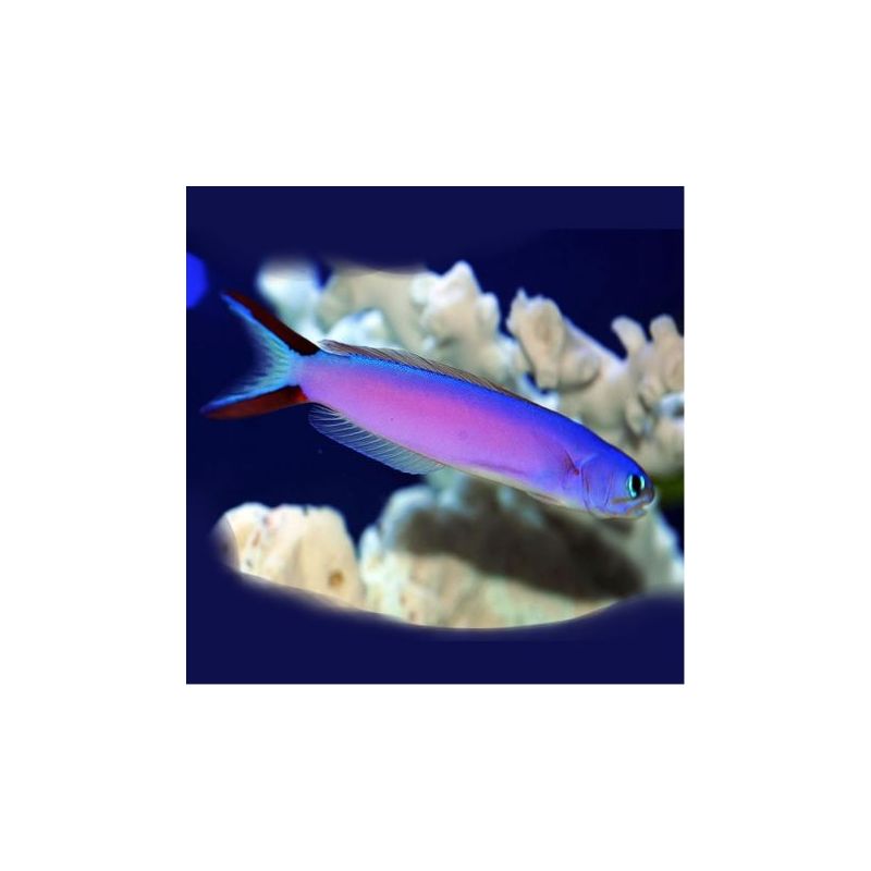 Hoplolatilus purpureus 8-10 cm
