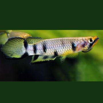 Epiplatys Dageti
