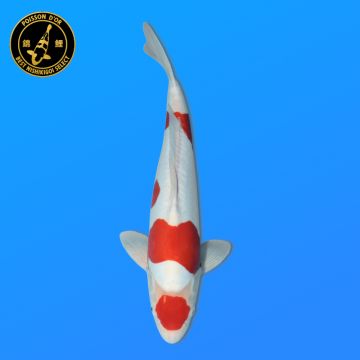 Koï Japon Shusui mâle éleveur Yagenji 54cm