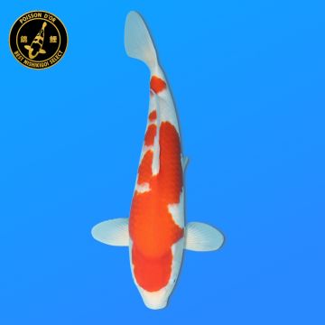 Koï Japon Beni Kikokuryu mâle éleveur Yagenji 54cm