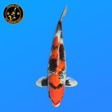 Koï Japon Doitsu Sanke mâle éleveur Yagenji 40cm
