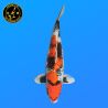 Koi Japan Nisai Kin Showa Vrouw kweker Kanno 51 cm
