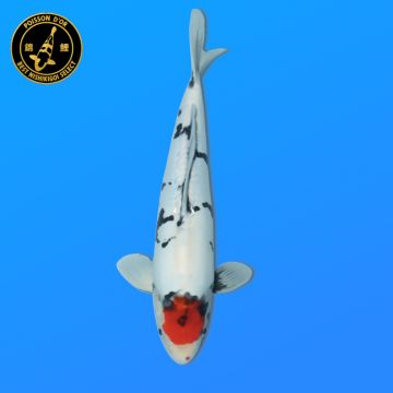 Koï Japon Yamabuki femelle éleveur Sakasume 58cm