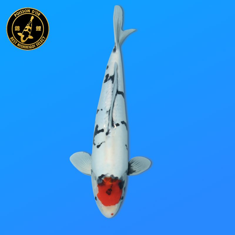 Koï Japon Yamabuki femelle éleveur Sakasume 58cm