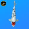 Koi Japan Nisai D. T. Showa Man kweker Shinoda 41 cm