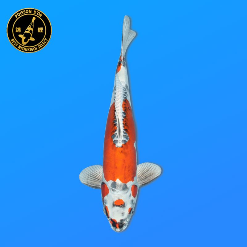 Koi Japan Nisai Doitsu Kujaku Man kweker Kanno 44 cm