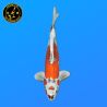Koi Japan Nisai Doitsu Kujaku Man kweker Kanno 44 cm
