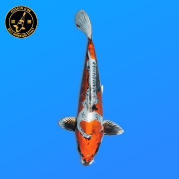 Koï Japon Kinki Utsuri femelle éleveur Sakasume 56cm
