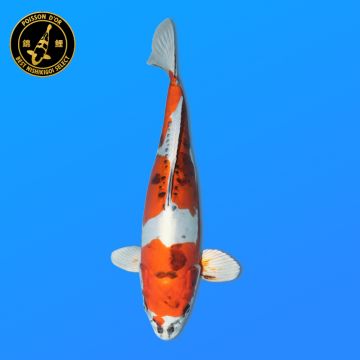 Koi Japan Nisai Yamakiko Vrouw Kanno 47 cm