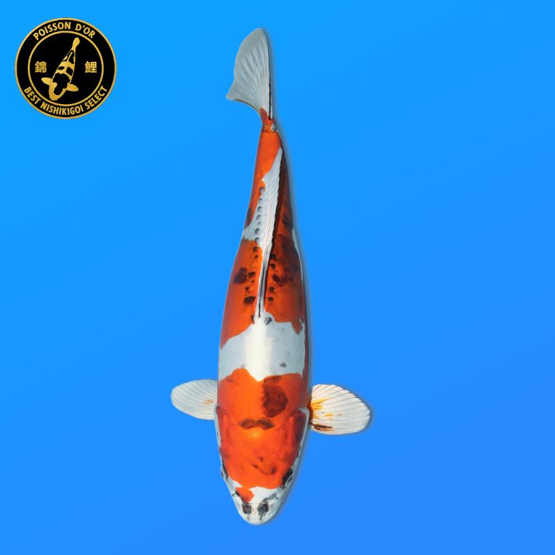 Koï Japon G. Hi Showa femelle éleveur Sakasume 52cm