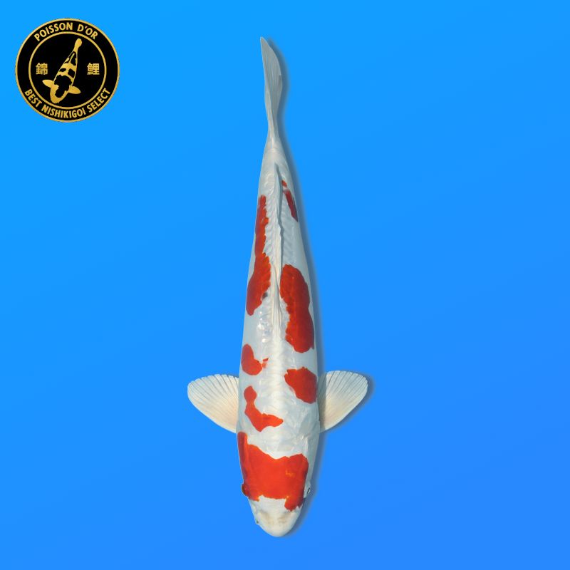 Koï Japon Sanke femelle éleveur Sakasume 54cm