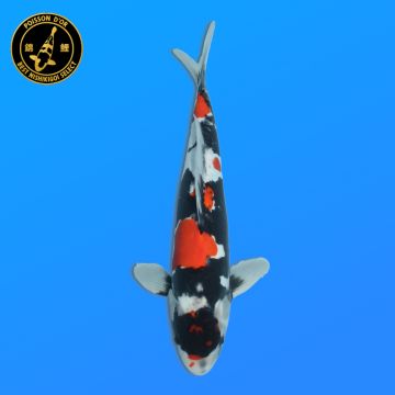 Koï Japon Yamabuki éleveur Sakasume 42-44cm