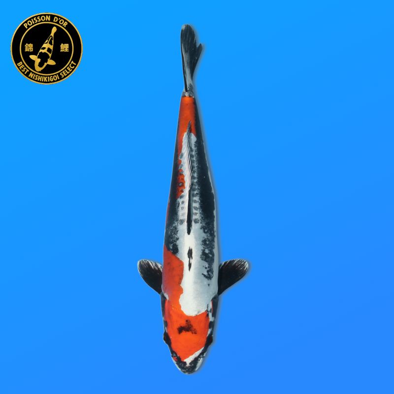 Koï Japon Yamabuki éleveur Sakasume 42-44cm