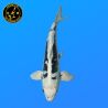 Koi Japan Nisai Kikokuryu Man kweker Kawakami 38 cm