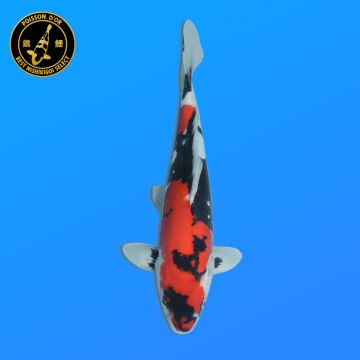Koï Japon Kohaku mâle éleveur Hoshikin 38-40cm
