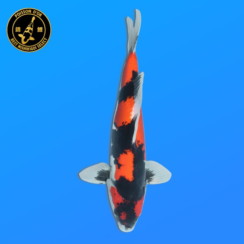 Koï Japon Kohaku mâle éleveur Hoshikin 38-40cm