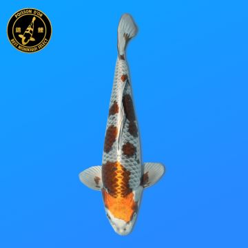 Koi Japan Nisai Kogane Man kweker Kase 45 cm