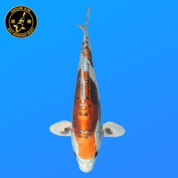 Koï Japon Kohaku femelle éleveur Himitsu 58cm