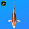 Koi Japan Nisai Beni Kikokuryu Vrouw kweker Kawakami 41 cm