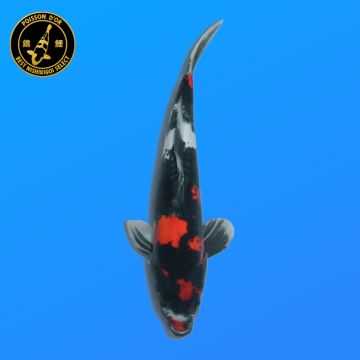 Koi Japan Nisai Doitsu Showa Man kweker Kawakami 38 cm