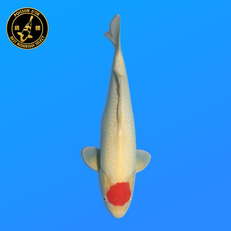 Koï Japon Tancho femelle éleveur Himitsu 36cm