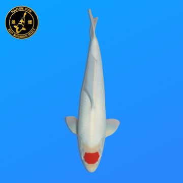 Koï Japon Kohaku femelle éleveur Himitsu 46cm