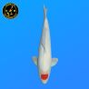 Koi Japan Nisai Tancho Man kweker Hoshikin 41 cm