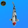 Koi Japan Nisai Tancho Showa kweker Hoshikin 45 cm