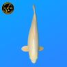 Koi Japan Nisai Yellow Kabuto Vrouw kweker Izumiya 57 cm