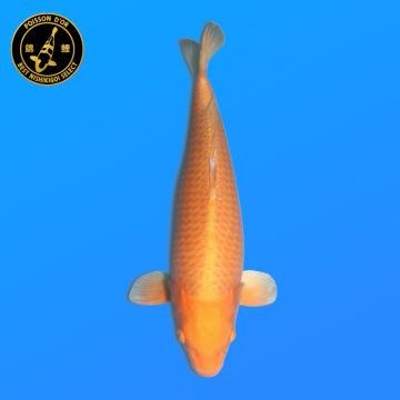Koï Japon Kogane O. éleveur Seiki 38-41 cm