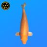 Koi Japan Nisai Orenji Ogon Vrouw kweker Okawa 54 cm