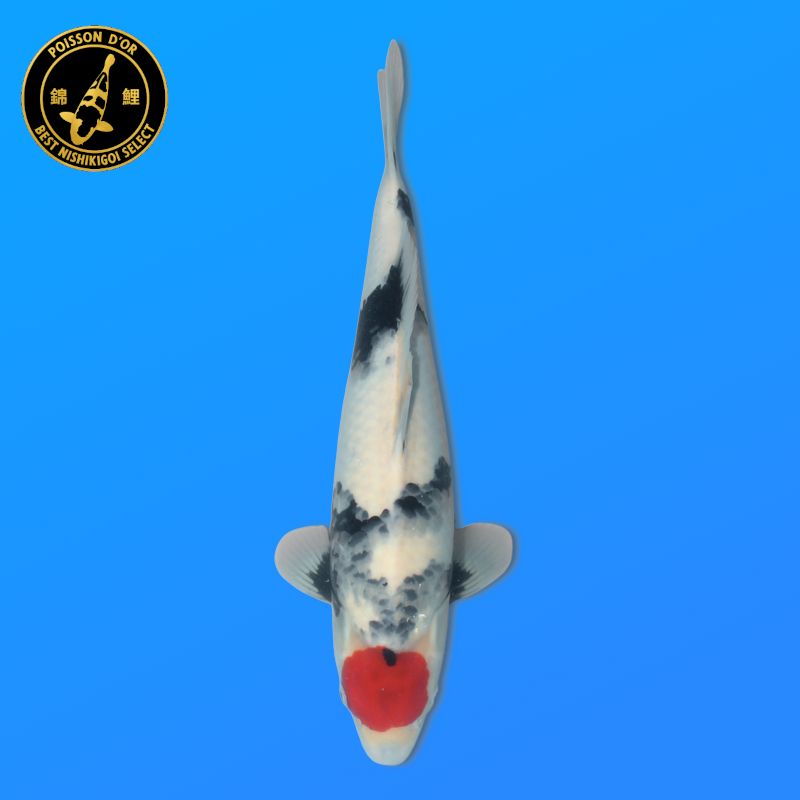Koï Japon D. Hariwake éleveur Seiki 38-41 cm