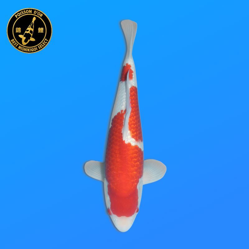 Koï Japon G. Yuki Asagi éleveur Seiki 38-41 cm