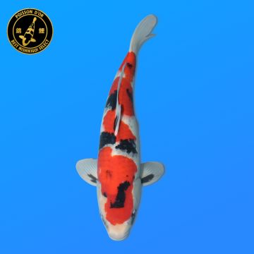 Koï Japon Kogane O. éleveur Seiki 38-41 cm