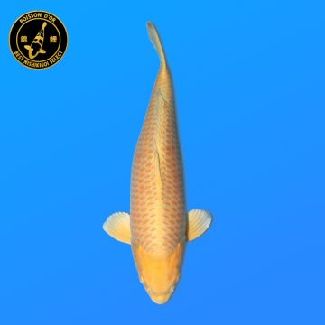 Koï Japon Beni Kumon. éleveur Seiki 38-41 cm