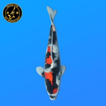 Koï Japon Kirin éleveur Seiki 38-41 cm