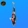 Koi Japan Nisai Showa Man kweker Himitsu 49 cm