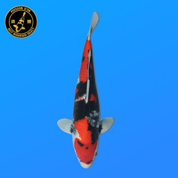 Koi Japan Nisai Showa Vrouw kweker Himitsu 47 cm