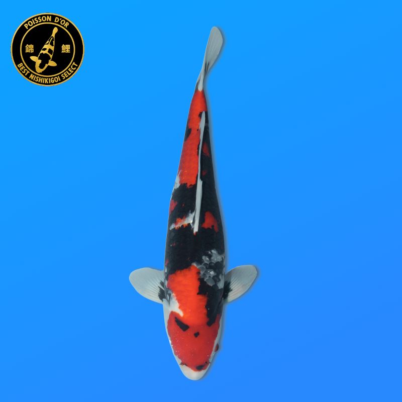 Koï Japon D. Kujaku éleveur Seiki 38-41 cm