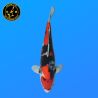 Koi Japan Nisai Showa Vrouw kweker Himitsu 47 cm