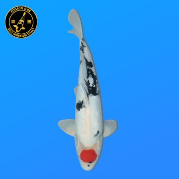 Koi Japan Sansai Tancho Showa Man kweker Koda 52 cm