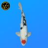 Koi Japan Sansai Tancho Showa Man kweker Koda 52 cm