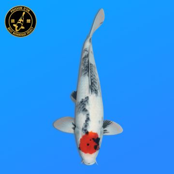Koï Japon A. Kogane O. éleveur Seiki 38-41 cm