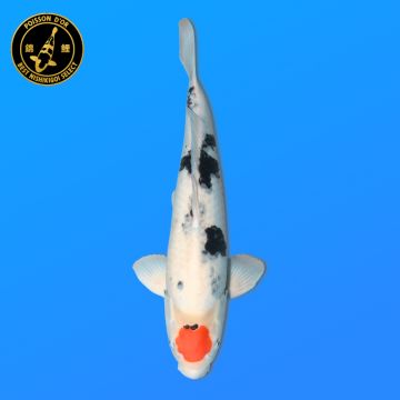 Koï Japon A. Kogane O. éleveur Seiki 38-41 cm