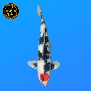 Koï Japon D. Orenji éleveur Seiki 38-41 cm