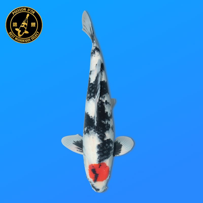 Koï Japon D. Orenji éleveur Seiki 38-41 cm